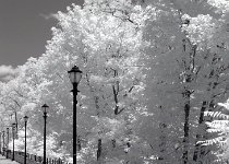 DSCN2559 copy  Path Lights : Landscapes, Infrared, NY, 2-Stars